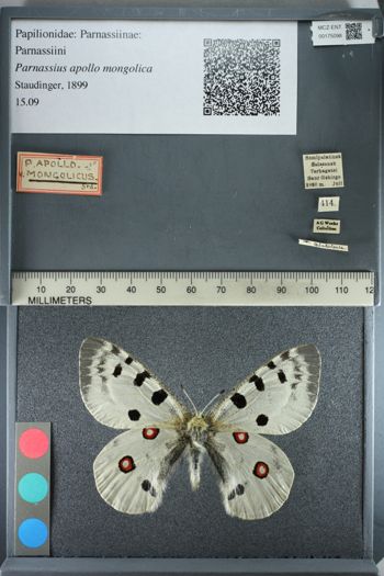 Media type: image;   Entomology 175098
